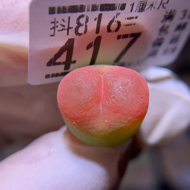 精品生石花816.417