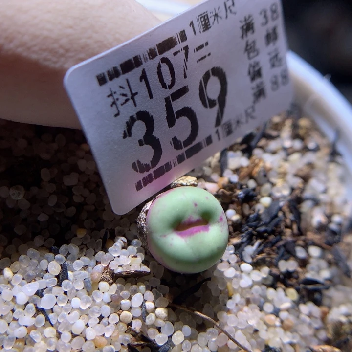 精品石石花107.359