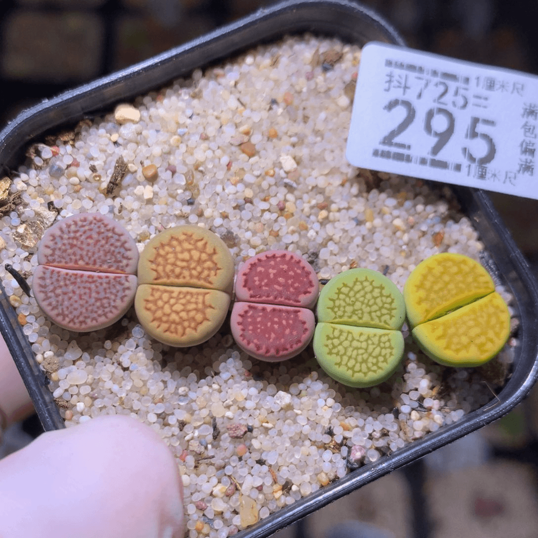 精品生石花725.295