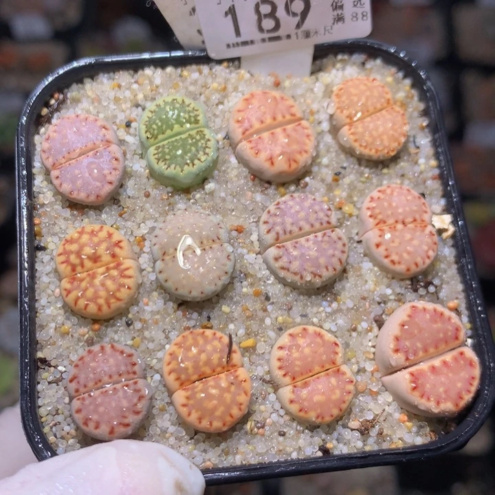 精品生石花1028.189