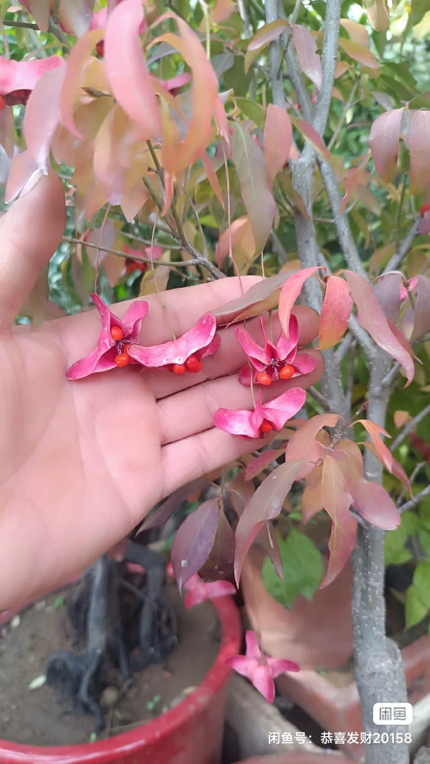 金丝吊蝴蝶珍稀苗木嫁接四年至十年发对应价格苗木偏远地区不包邮