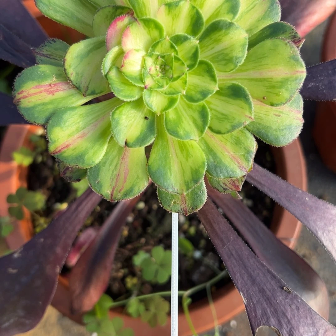 157嫁接知否拍土寄养