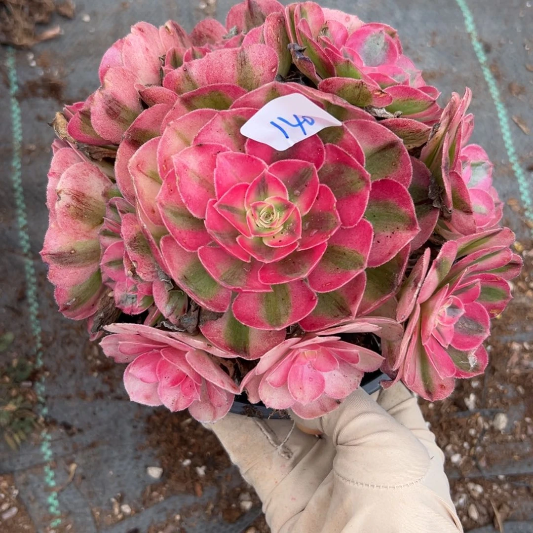 140倾城多肉云南发