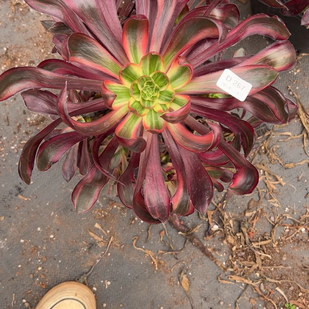 267火凤多肉云南发