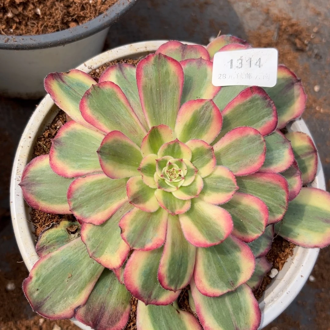 1314海神无根多肉一棵