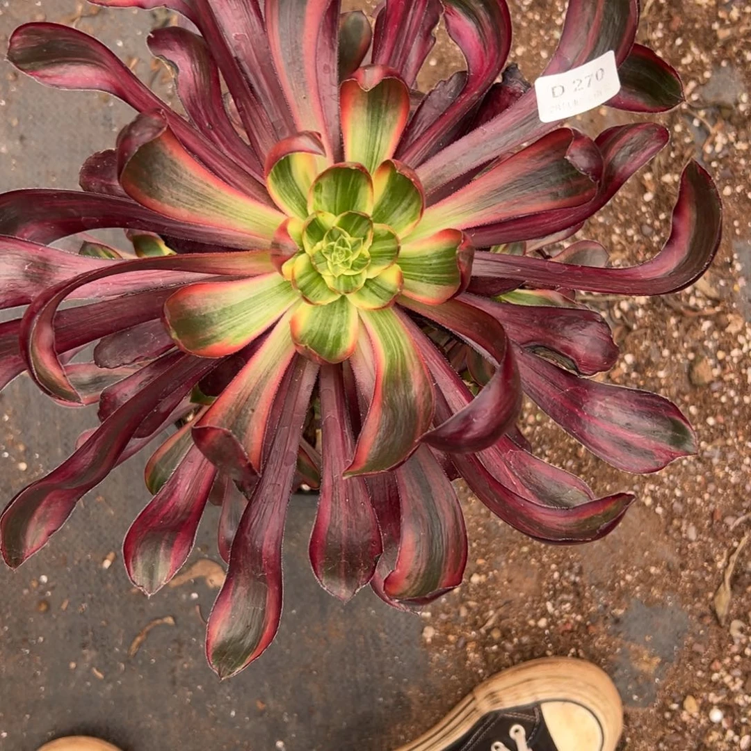 270火凤多肉云南发