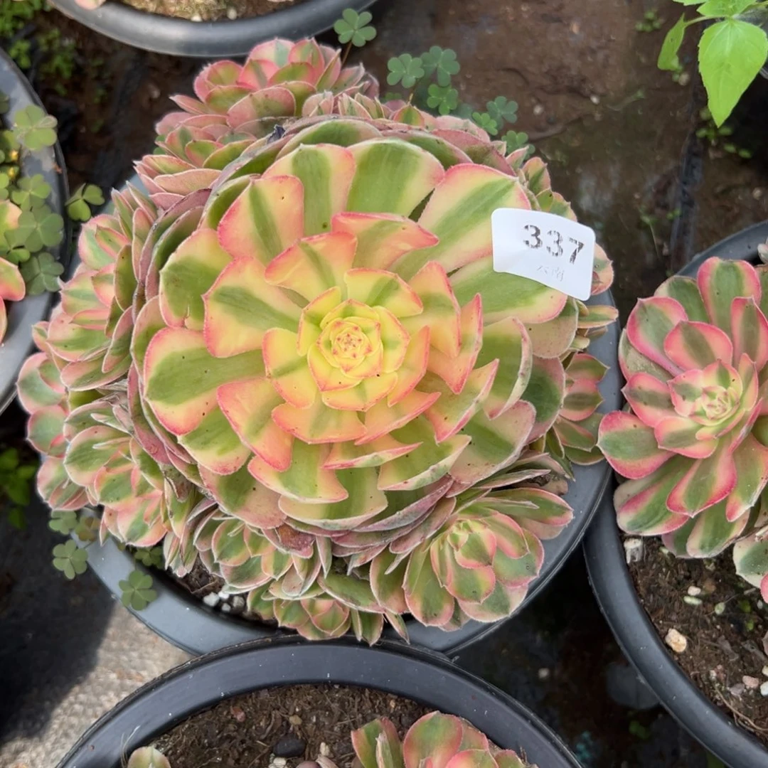 【闪购商品】337荔枝多肉