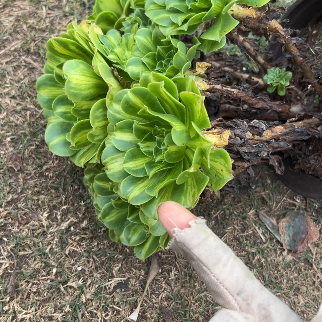 300琉璃多肉妖云南发