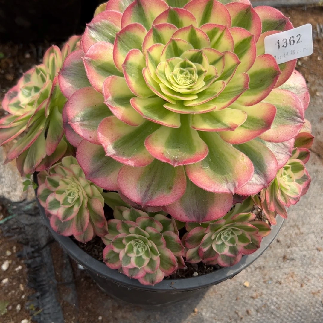 1362玉姿多肉一棵砍