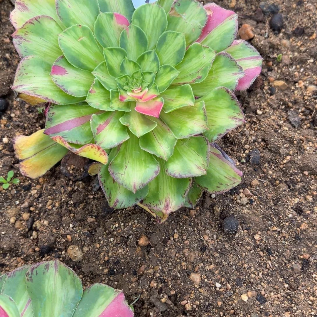 登*32知否无根多肉卸崽多肉植物