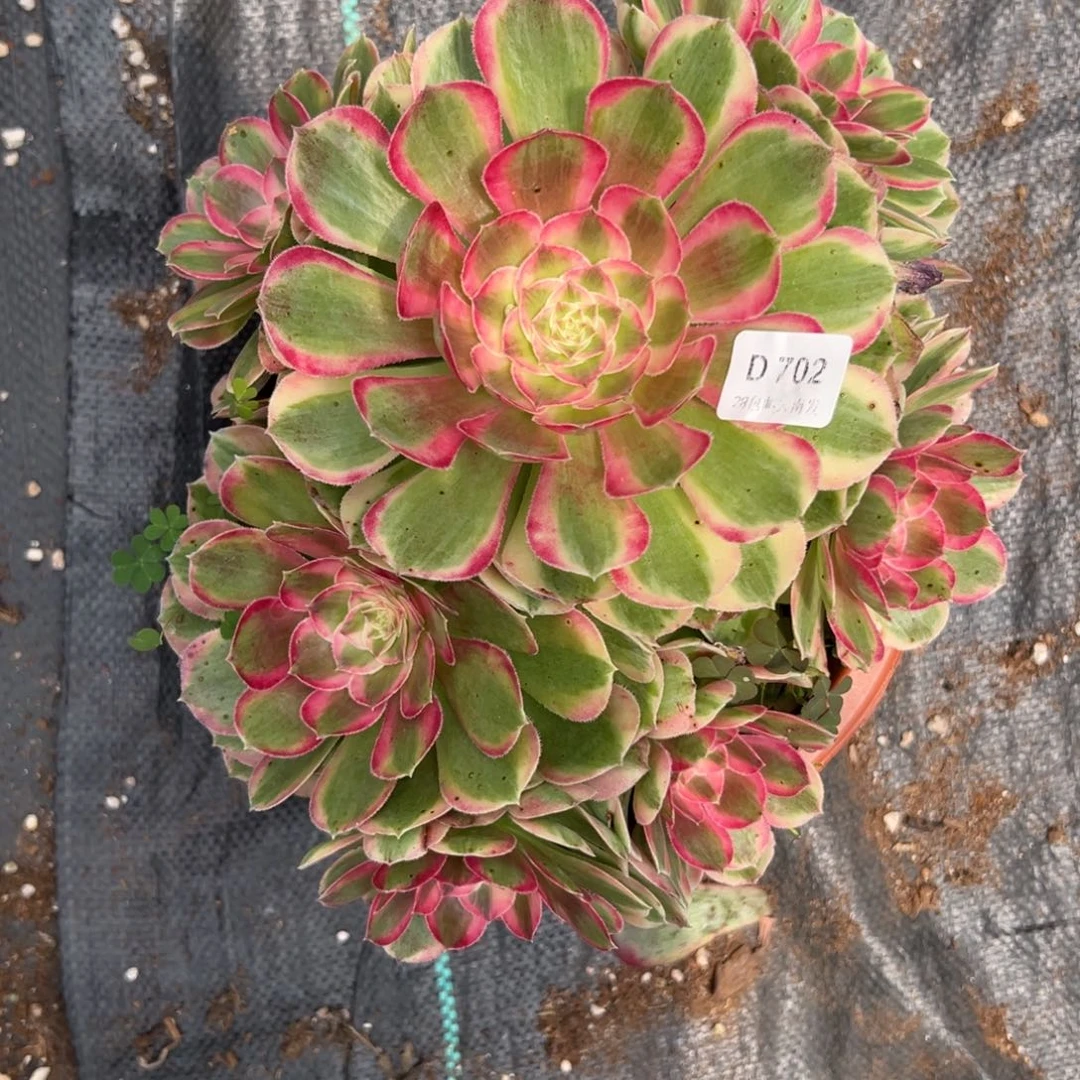 【闪购商品】702孔雀翎多肉