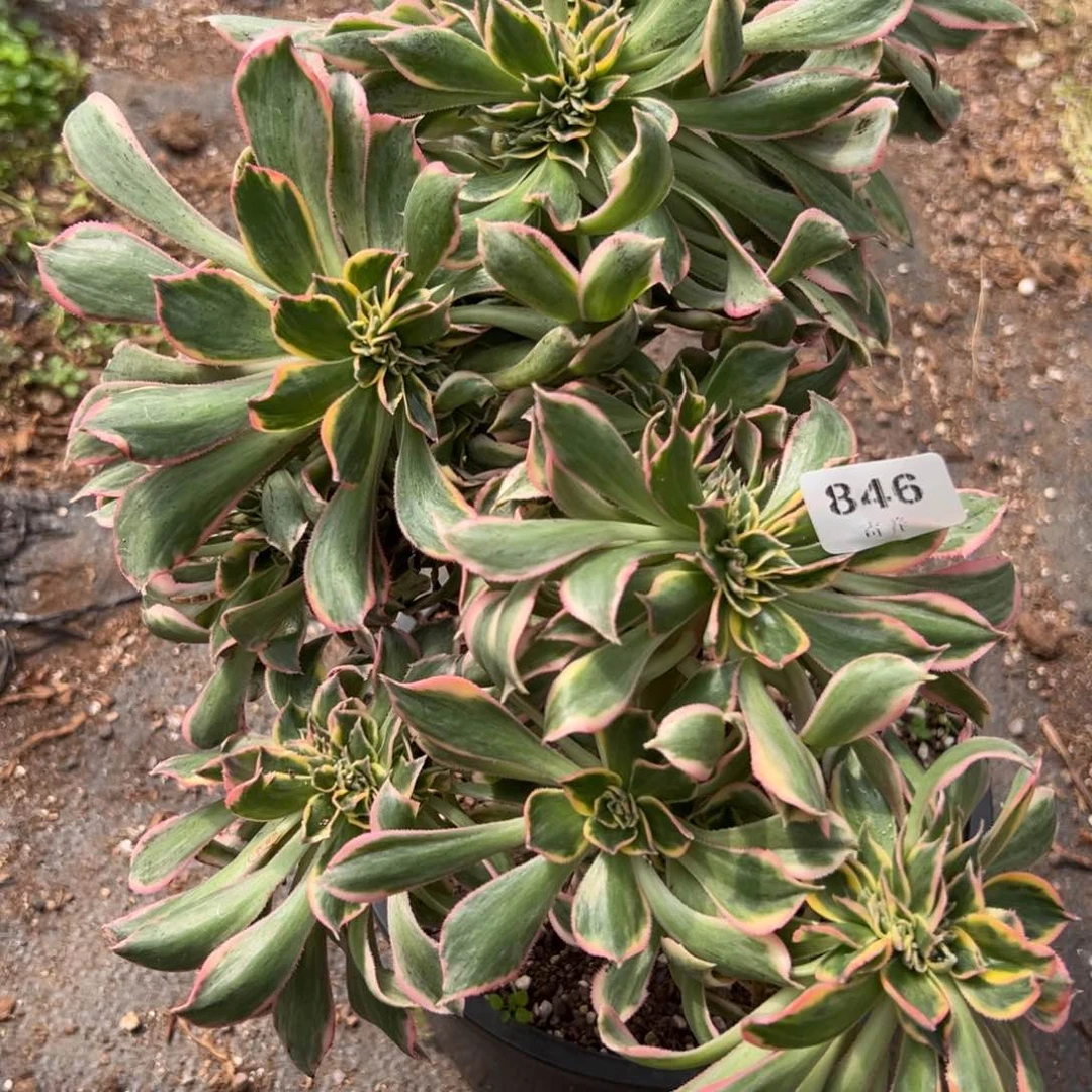 846灿烂缀多肉一棵