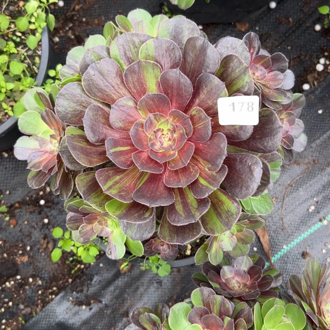 【闪购商品】178花月夜