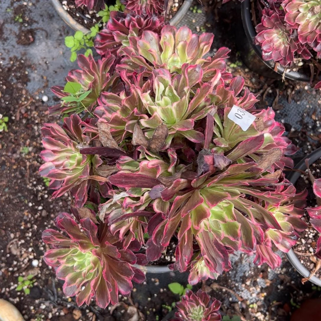 【闪购商品】30紫浪多肉