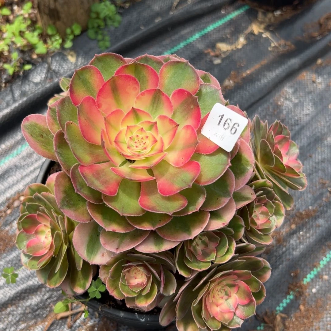 【闪购商品】166荔枝多肉