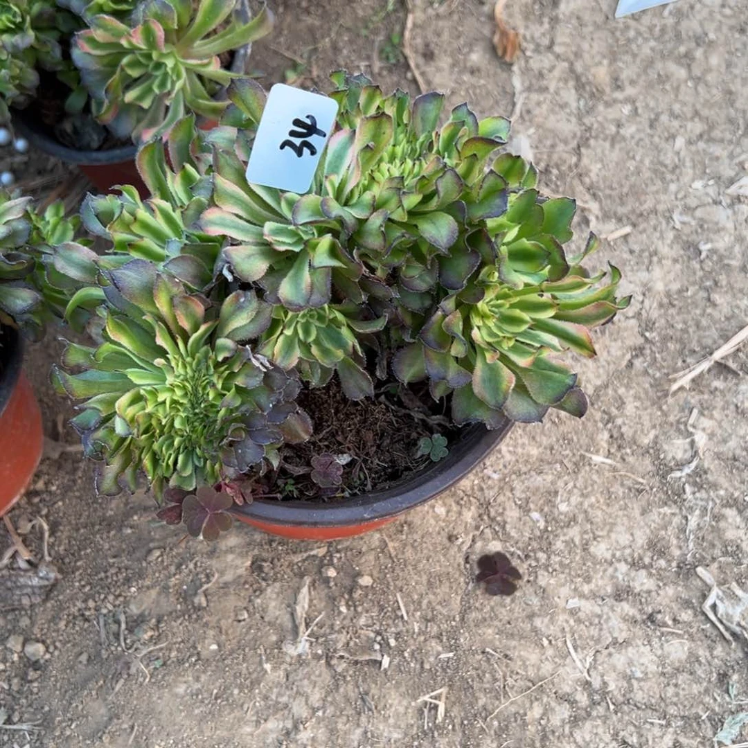 34粉黛多肉植物山东发