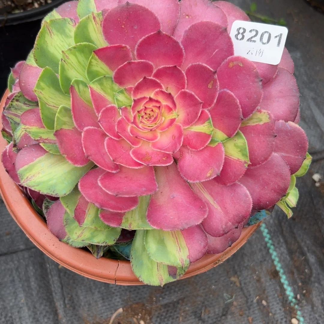 201知否无根多肉