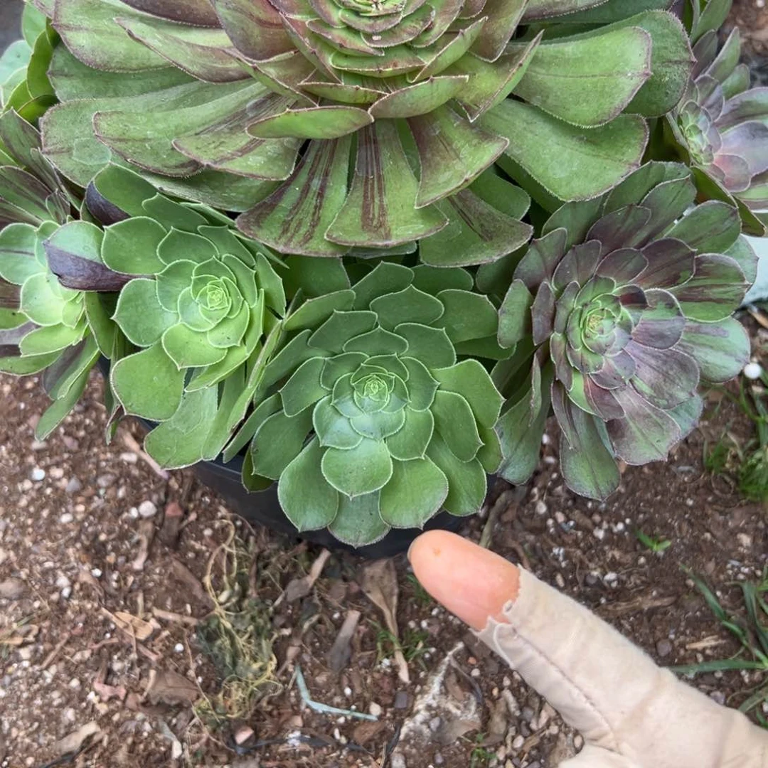 268花月夜多肉云南发