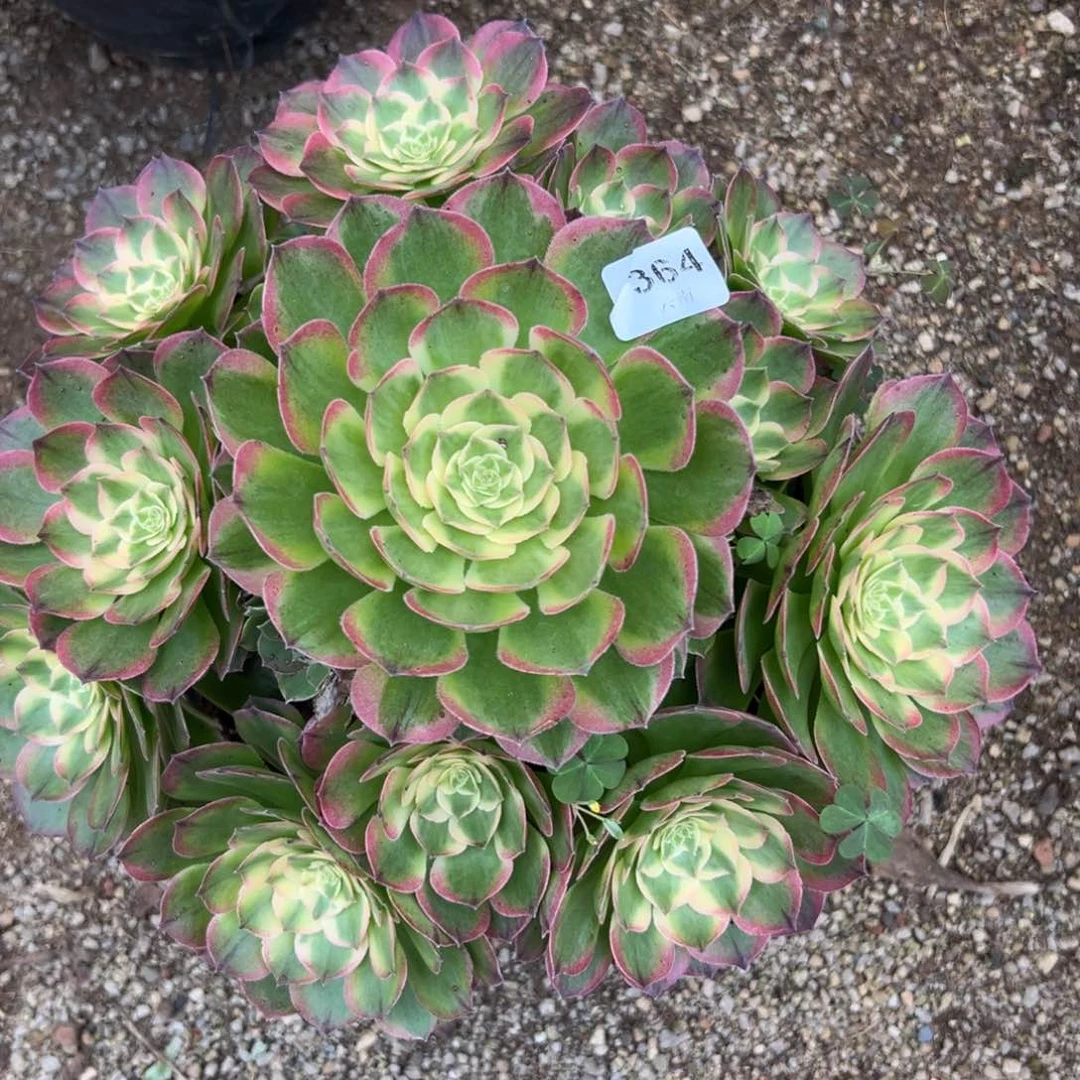 【闪购商品】364海王多肉