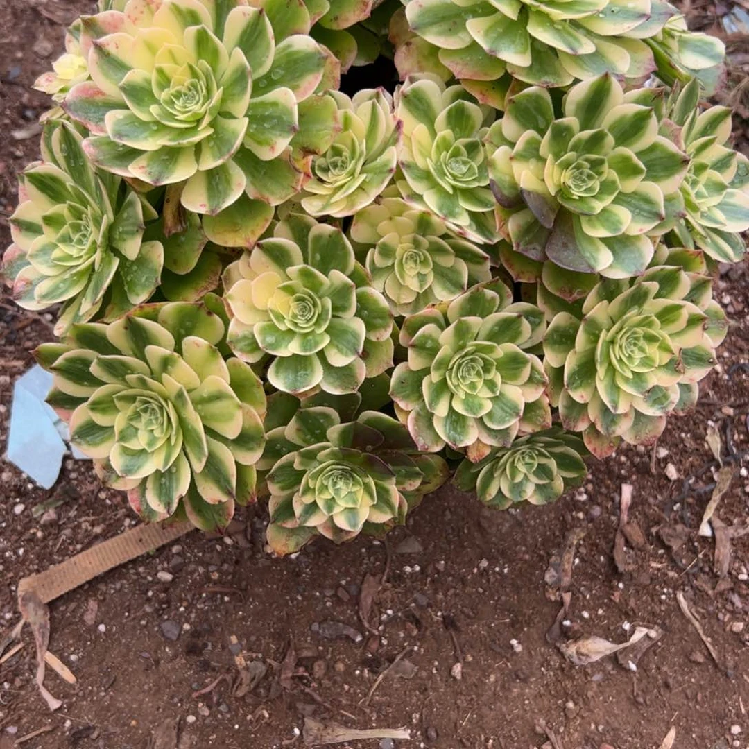 285伊丽莎白砍头群多肉