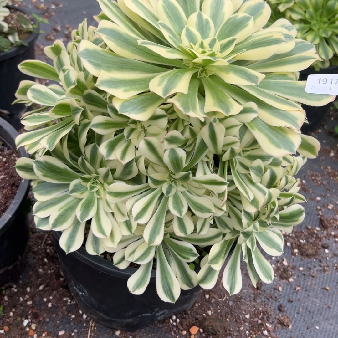 1917迈多肉一棵多肉