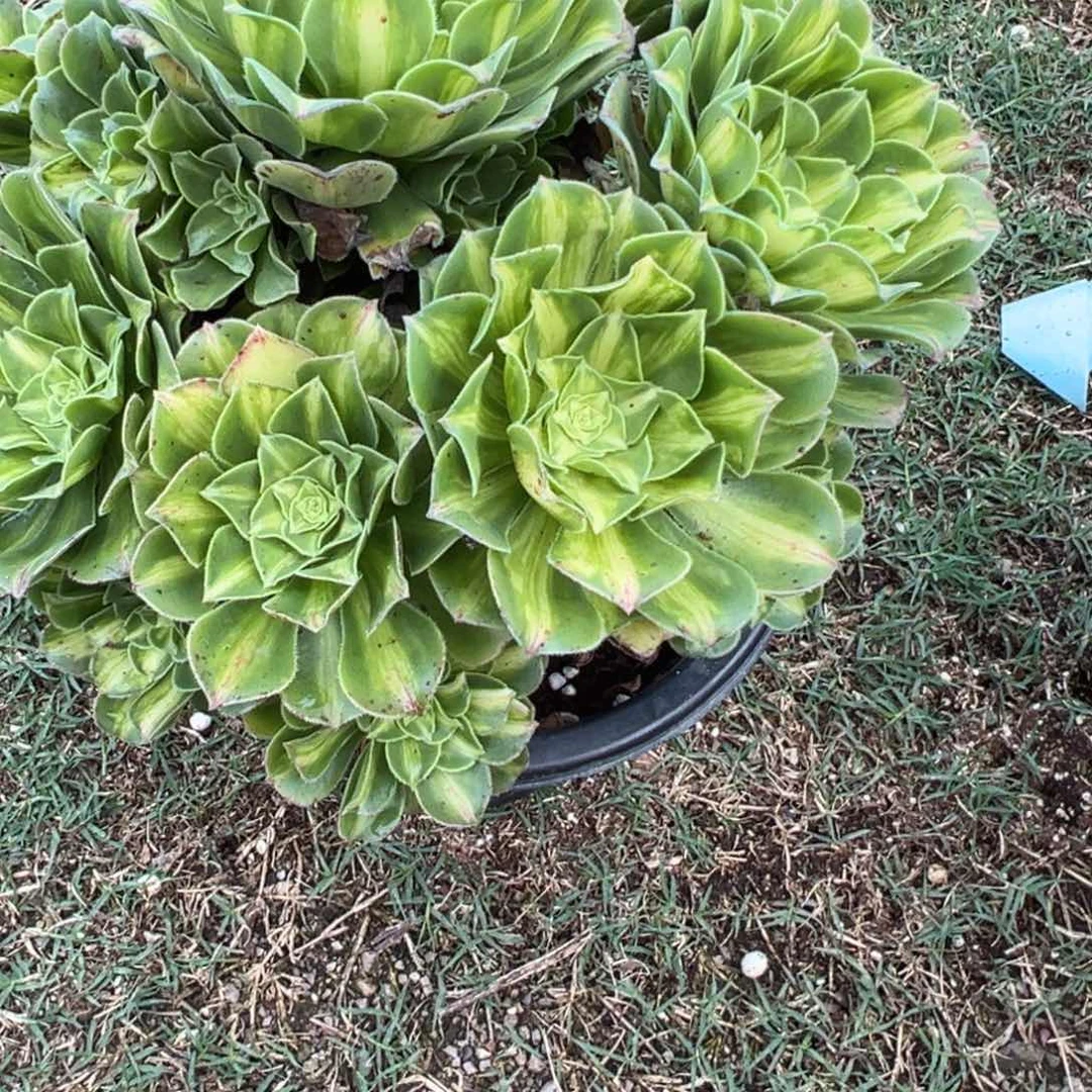 868翡翠琉璃多肉云南