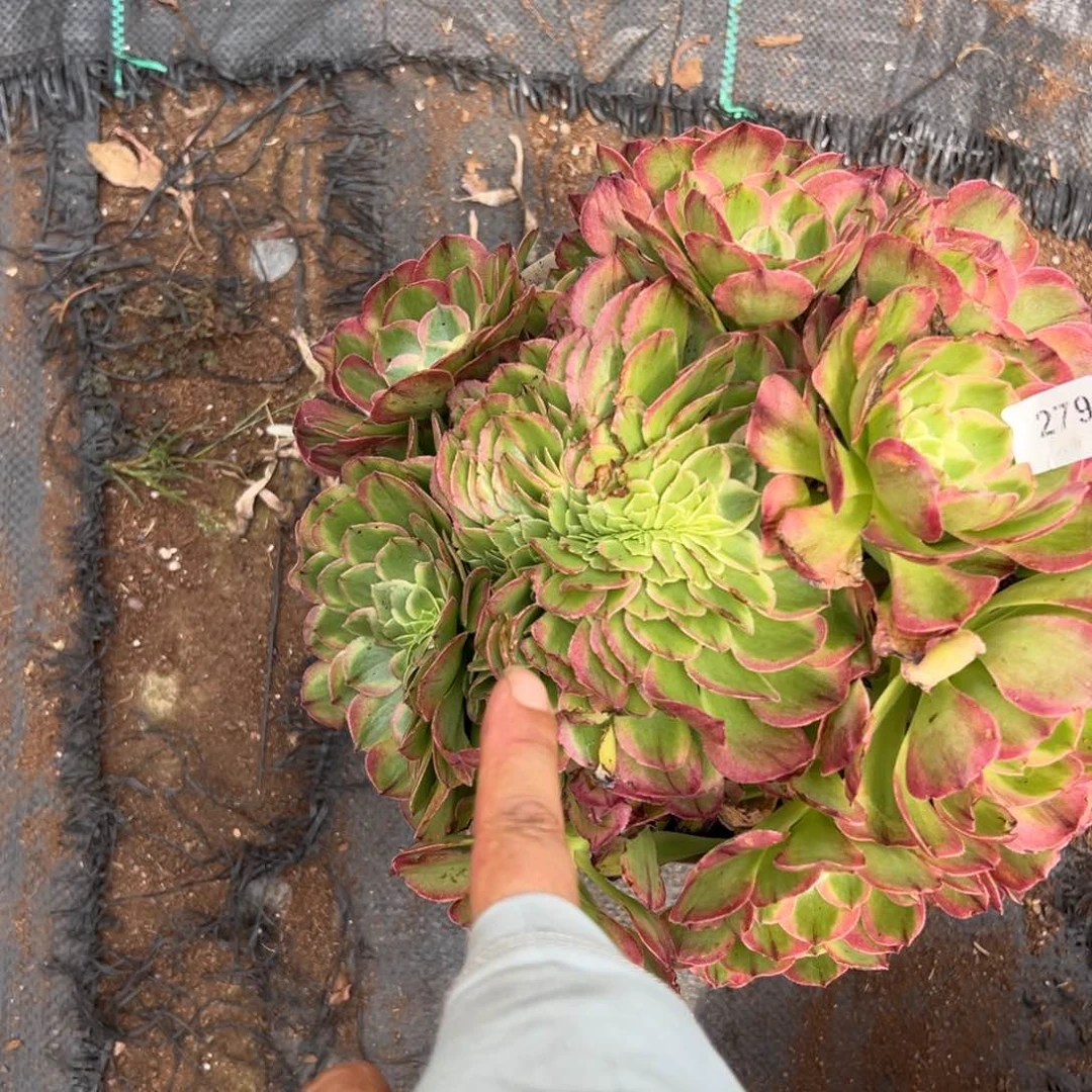 【闪购商品】279海王追多肉