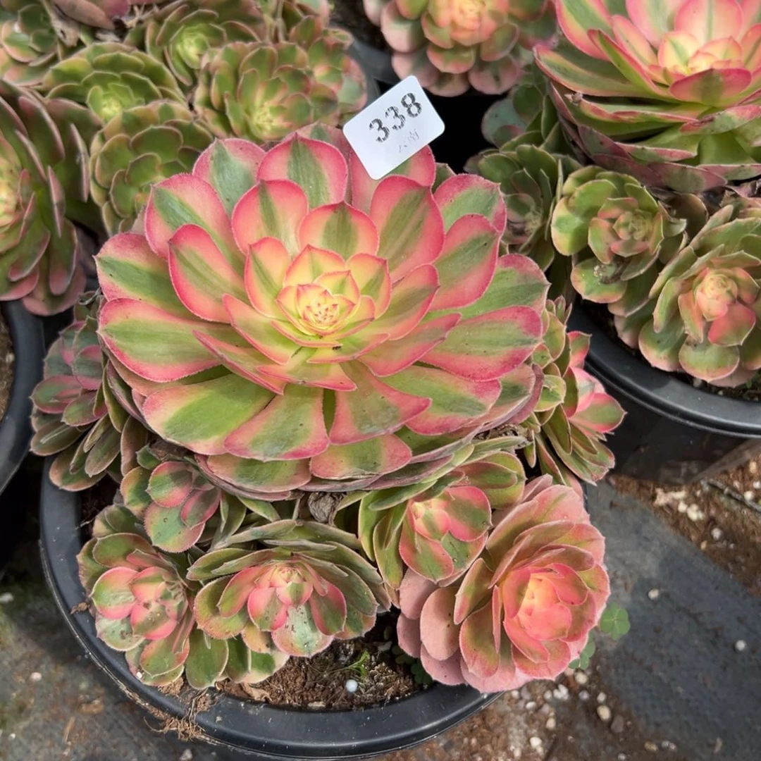 【闪购商品】338荔枝多肉
