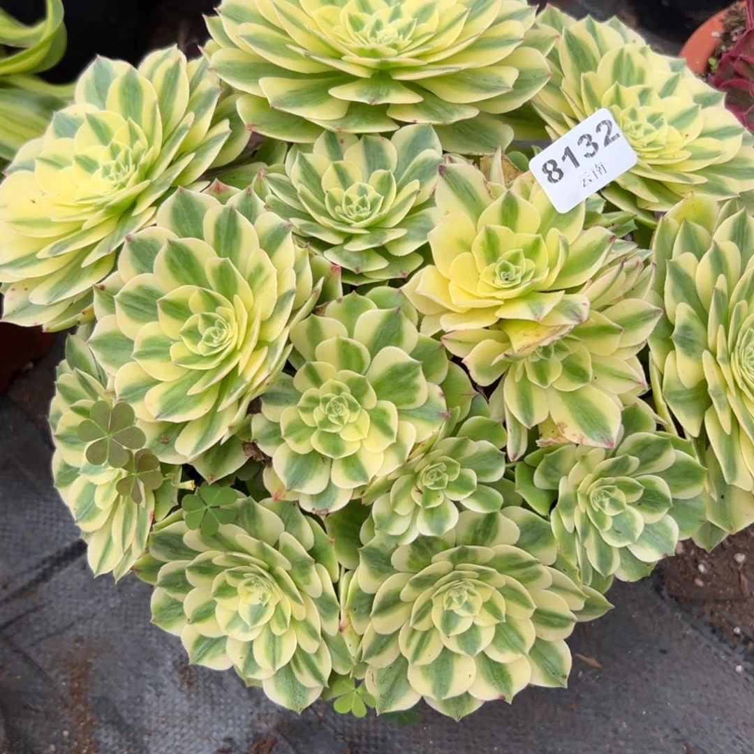 132伊丽莎白多肉一棵