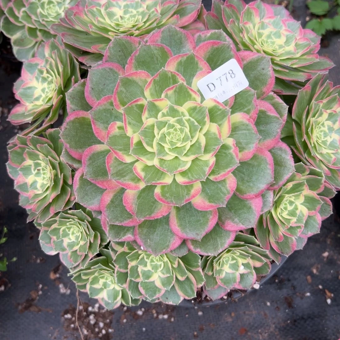 【闪购商品】778水蜜桃多肉