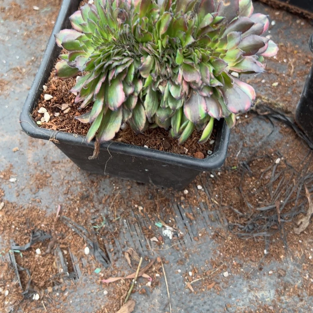 【闪购商品】零**分9萤火缀多肉