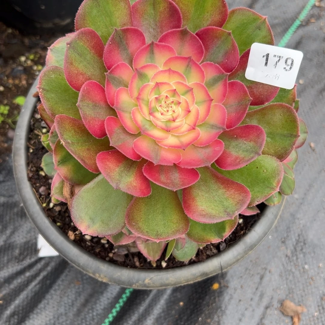 【闪购商品】179荔枝多肉