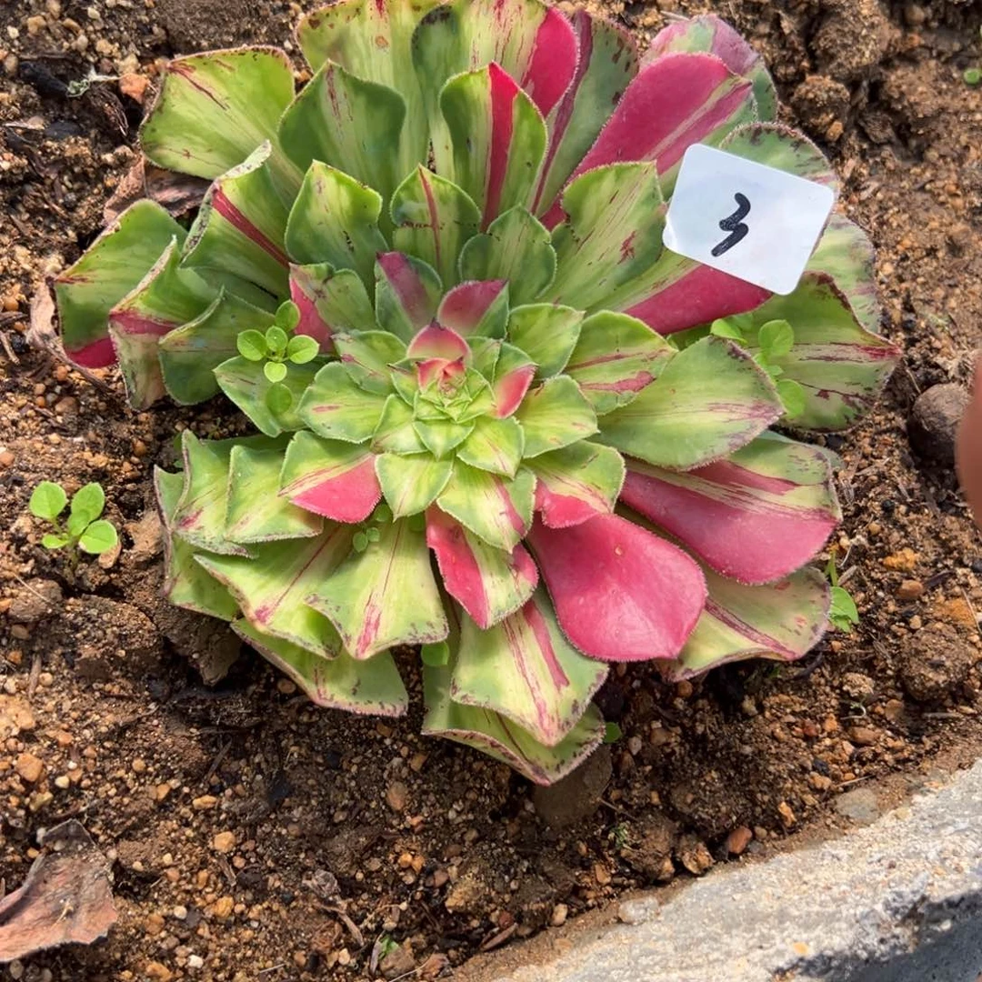 3知否无根多肉卸崽多肉植物