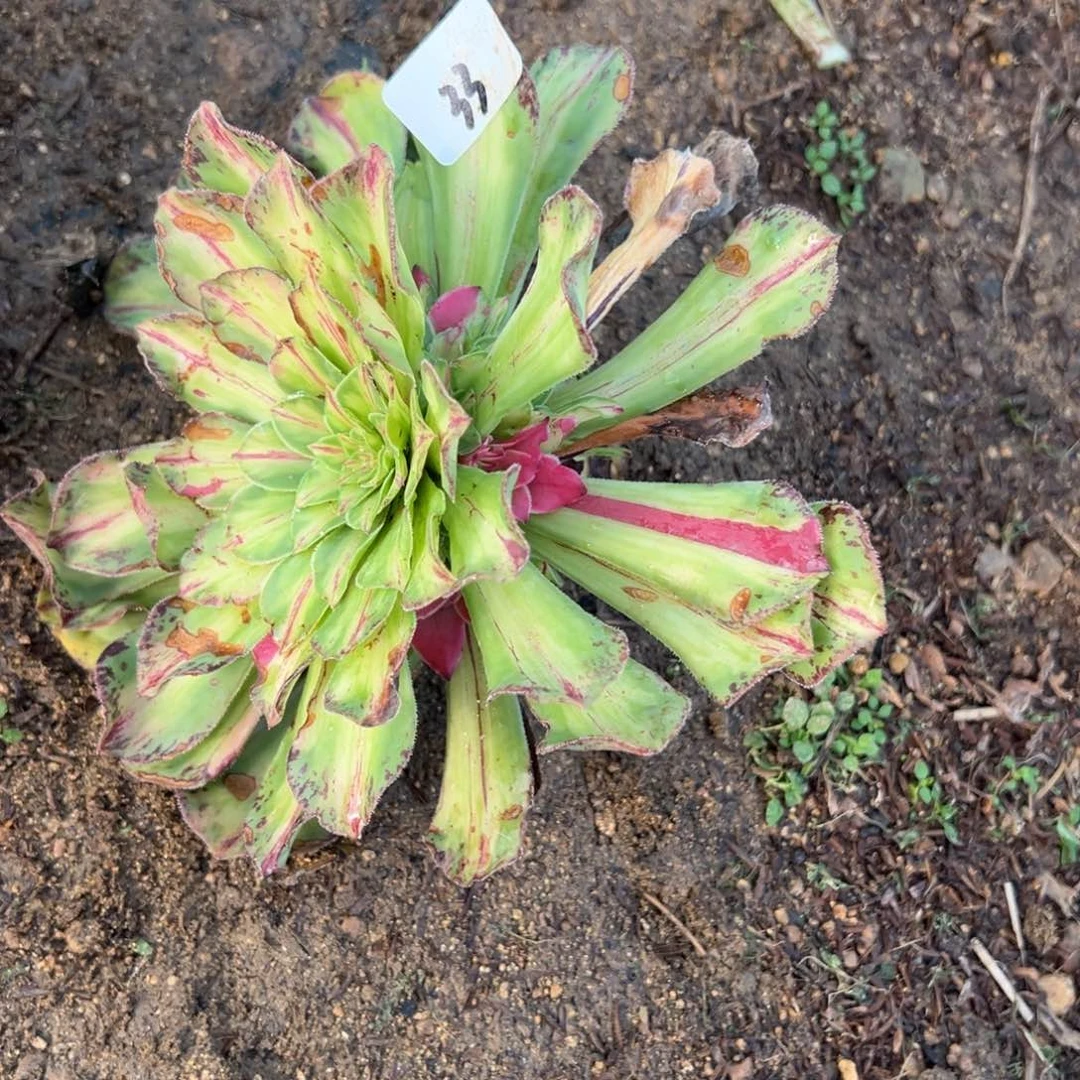 33知否无根多肉植物卸崽多肉