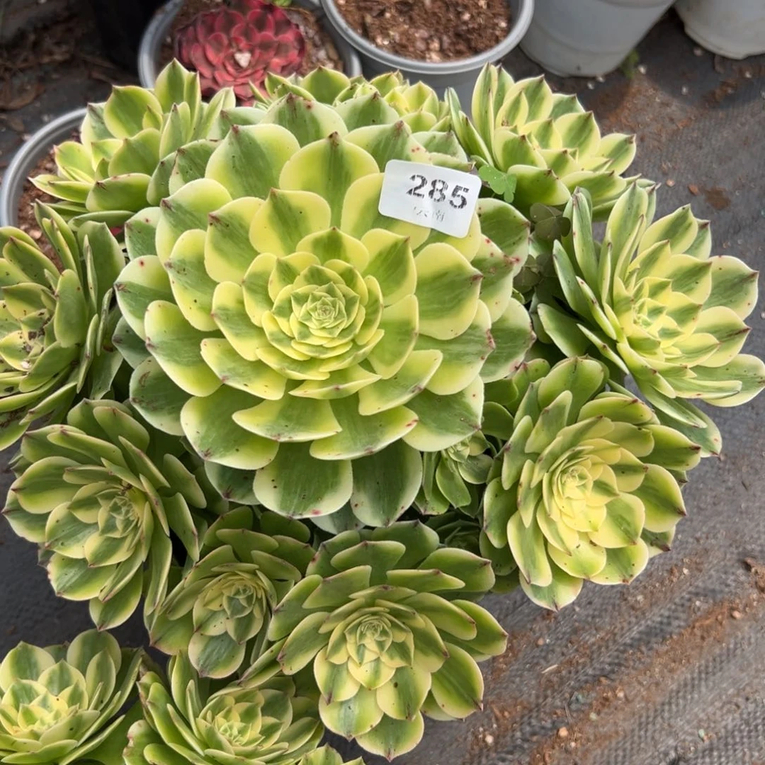 【闪购商品】285伊丽莎白多肉