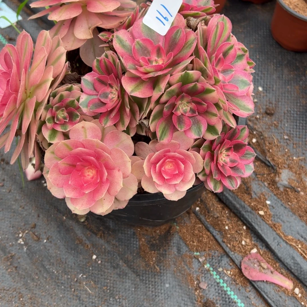 161倾城多肉云南发