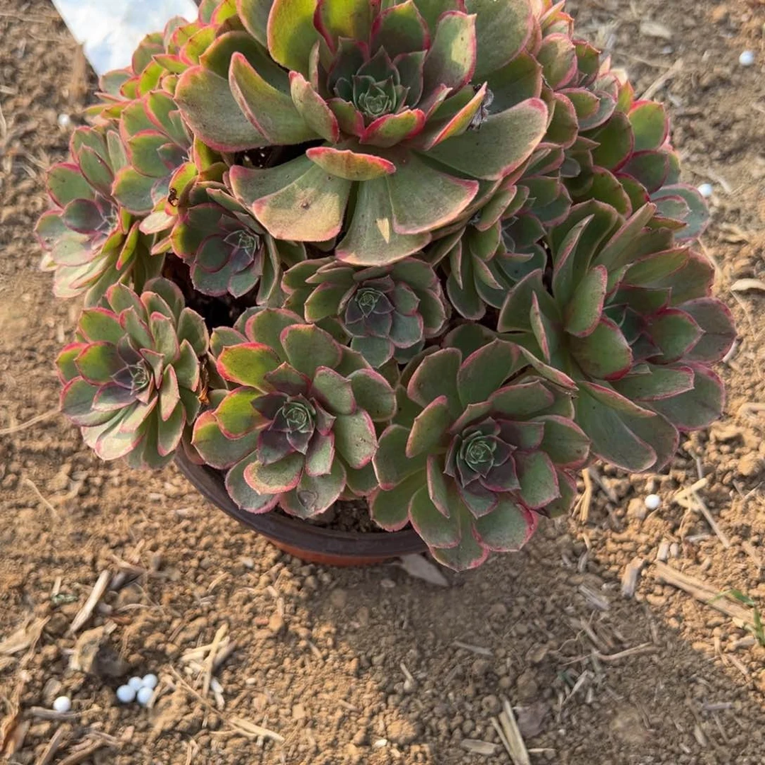 24夜宴多肉植物山东发