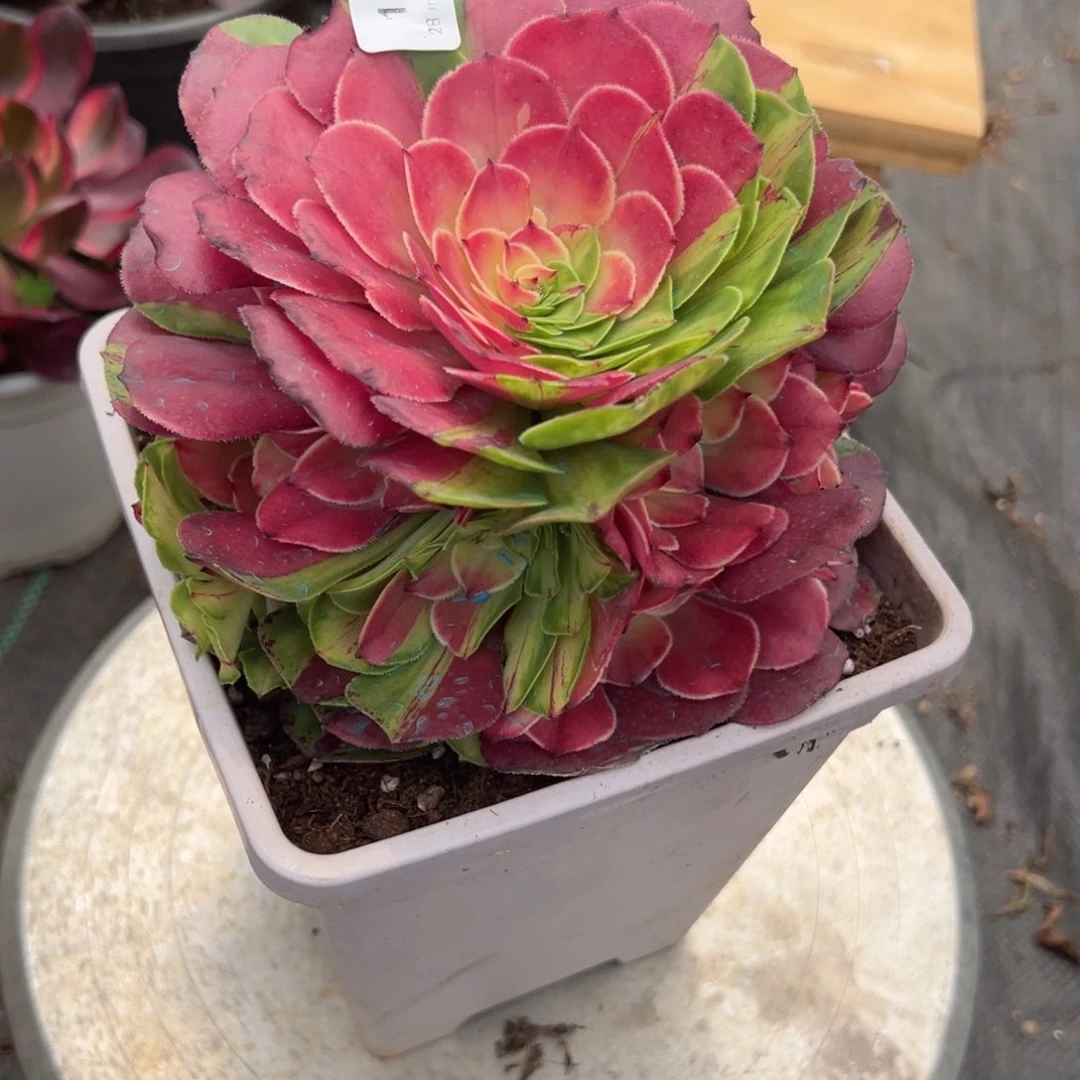 1212只否多肉多肉多肉