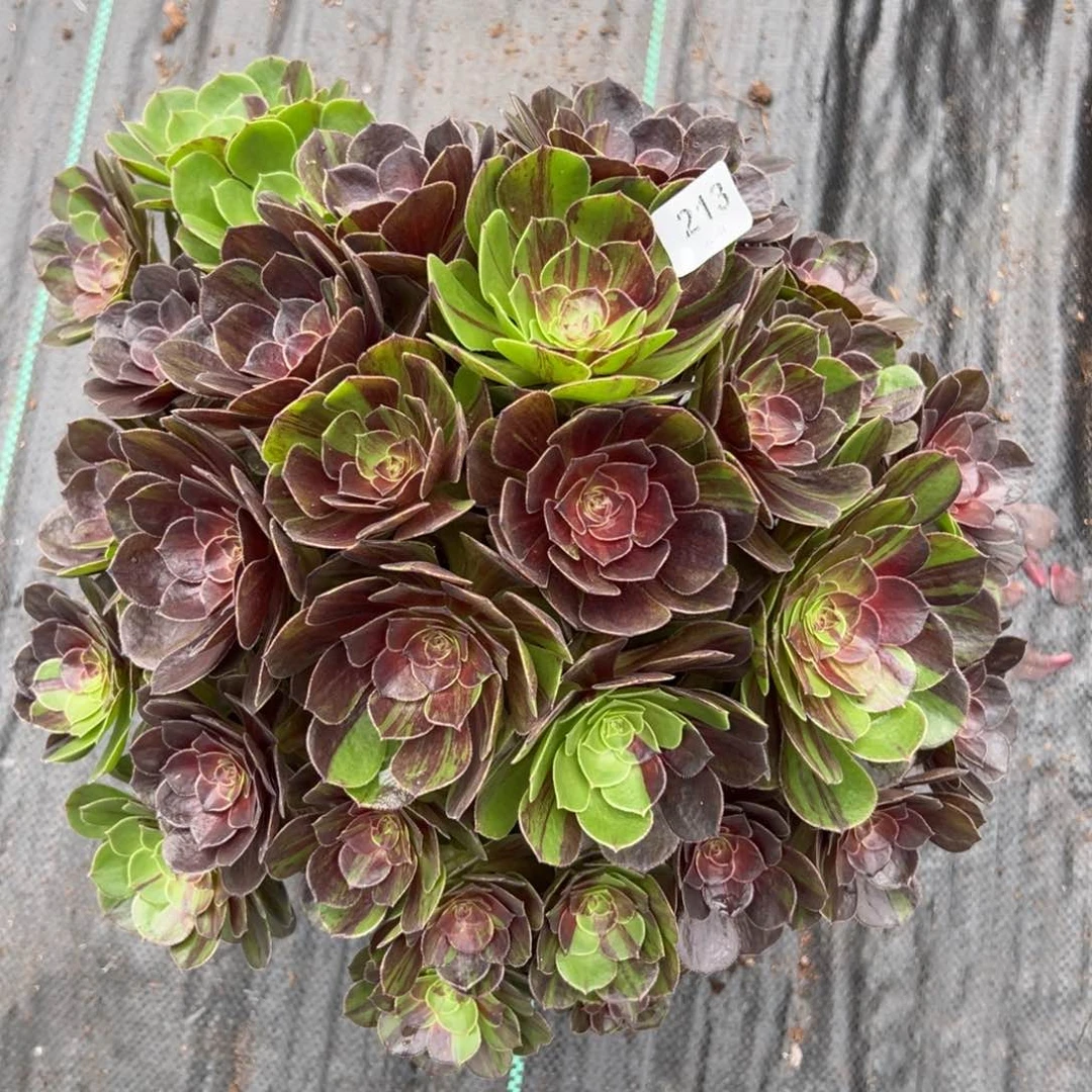 【闪购商品】213花月夜多肉
