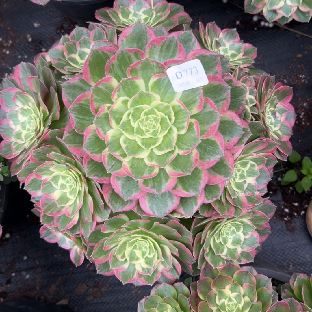 【闪购商品】773水蜜桃多肉