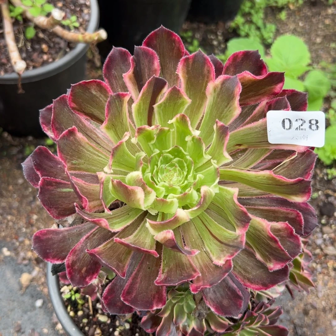 【闪购商品】28紫浪多肉