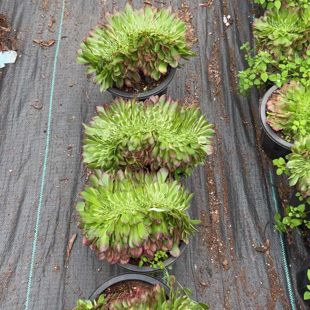 1458海王缀量一棵多肉