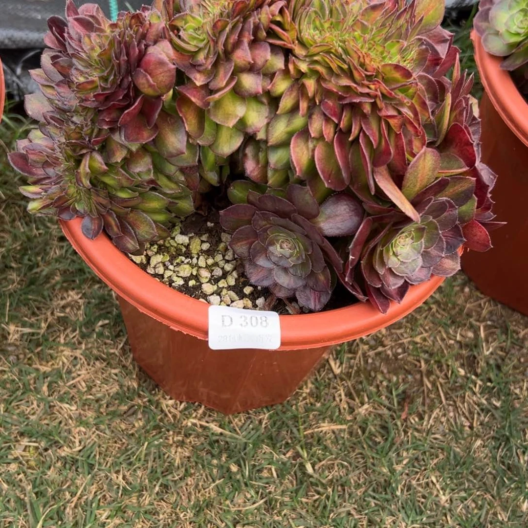 308倾城中班缀多肉云南发
