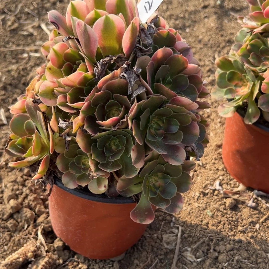 12香妃多肉植物徐州发