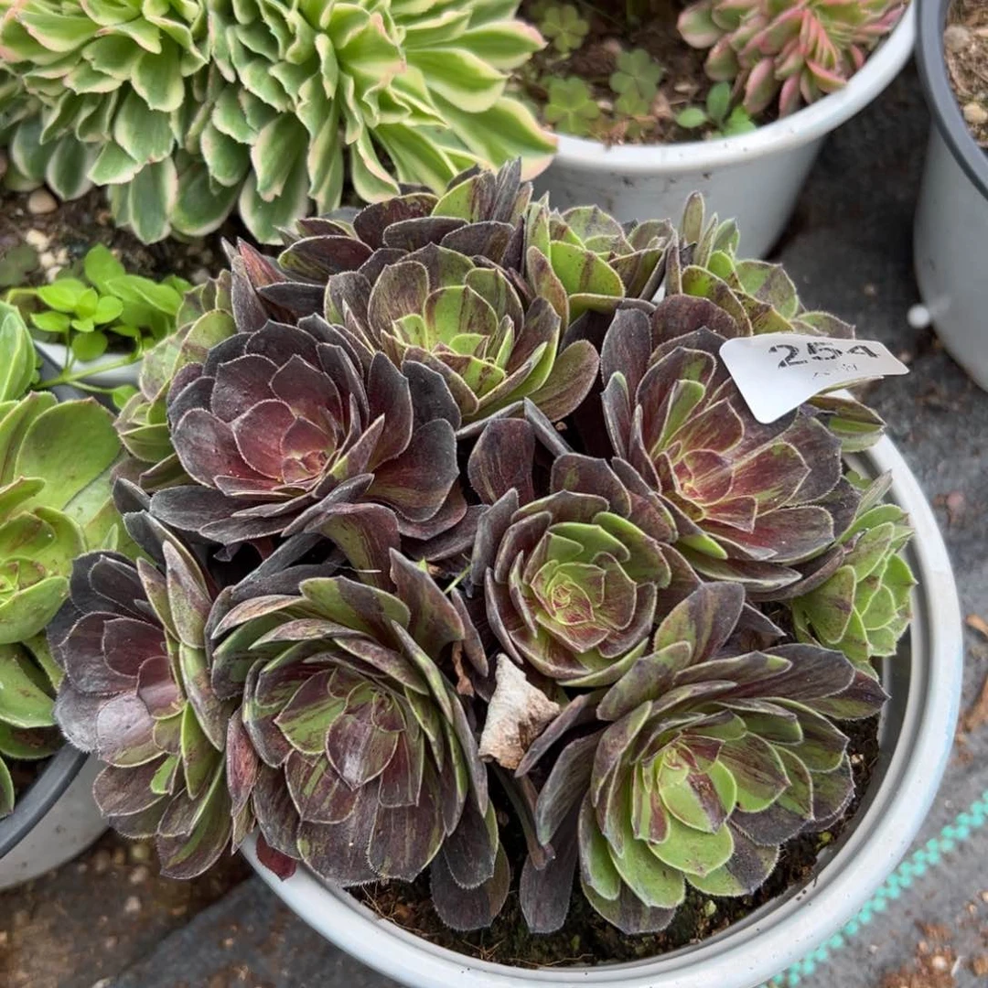 【闪购商品】254花月夜多肉