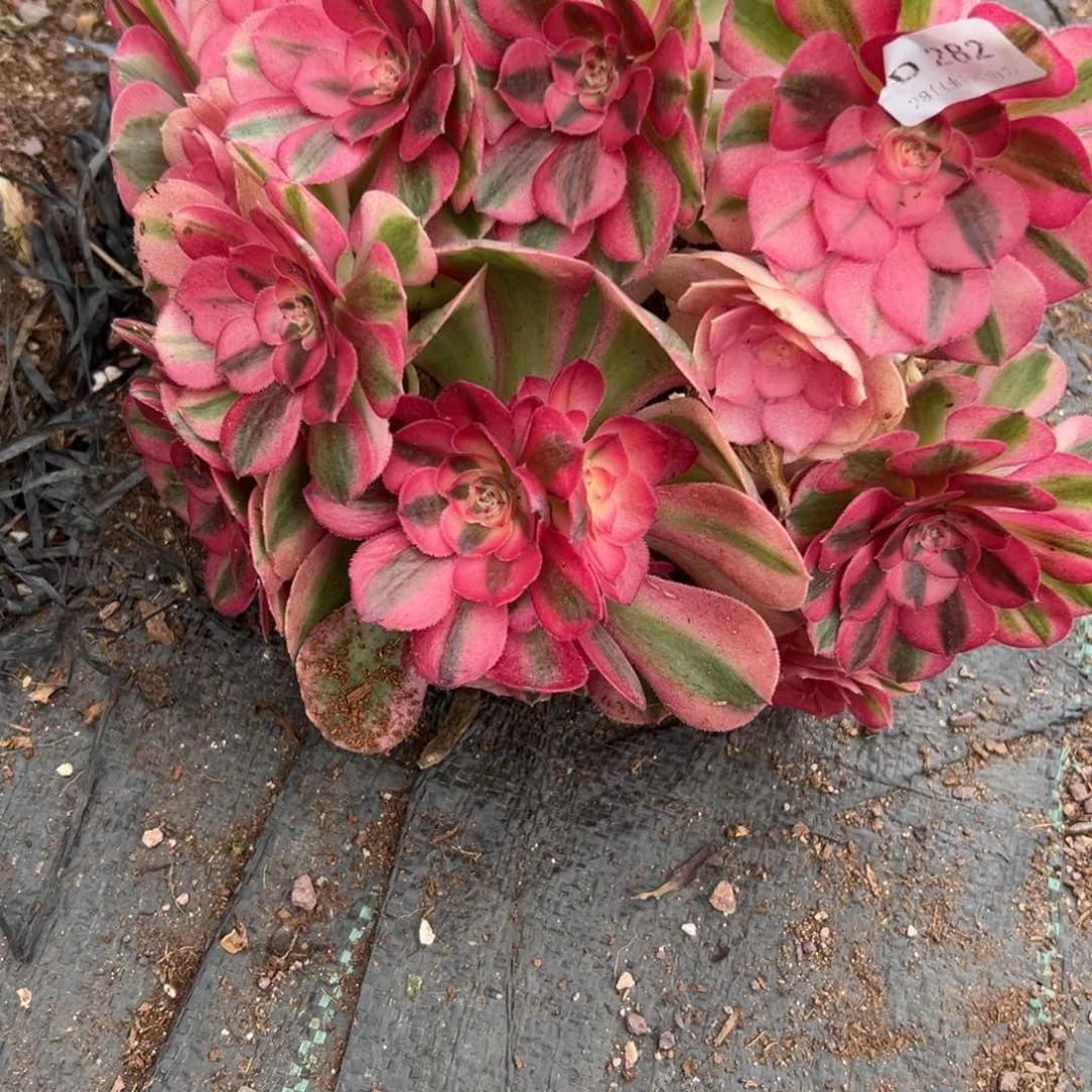 282倾城有肉有瑕疵