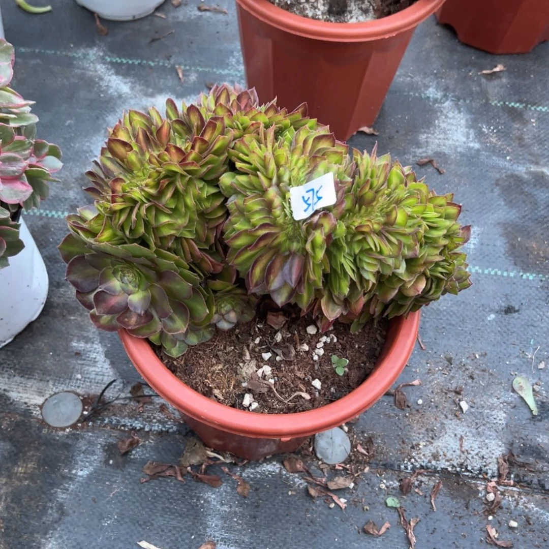 四**景575抹茶缀多肉云南