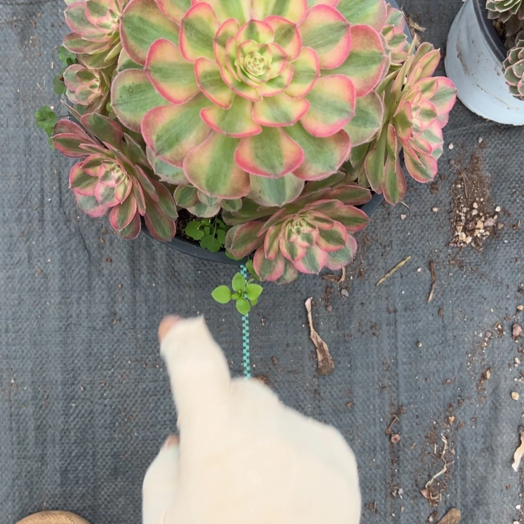 1335万白多肉云南