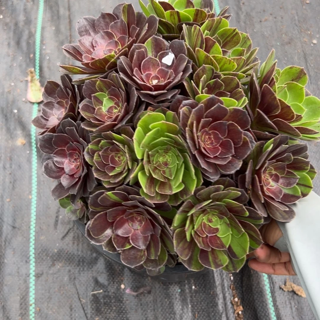 【闪购商品】751花月夜多肉