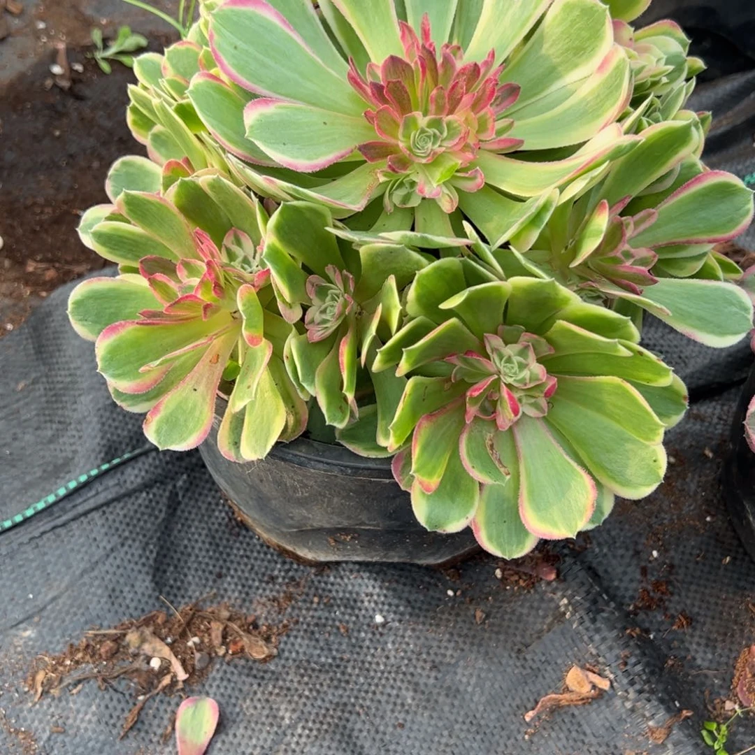 用****6623孔雀翎多肉云南